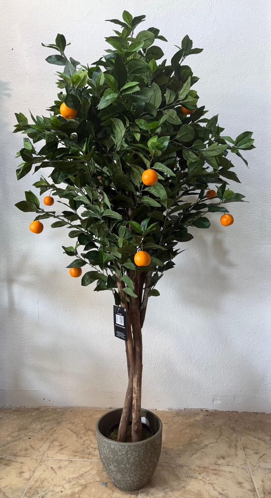Sinaasappel boom