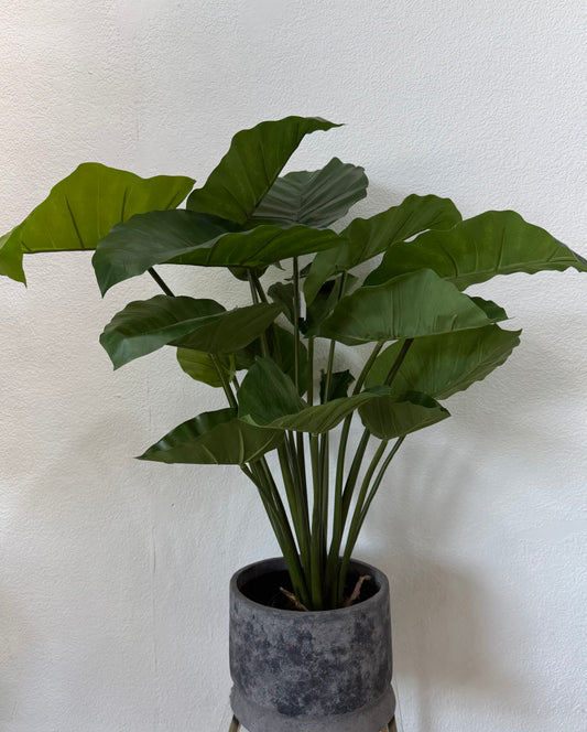 Alocasia