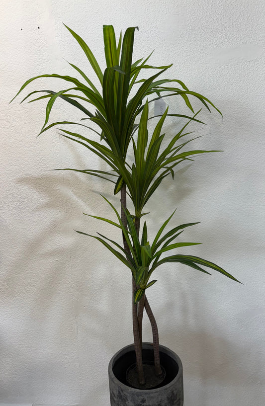 Dracaena Reflexa