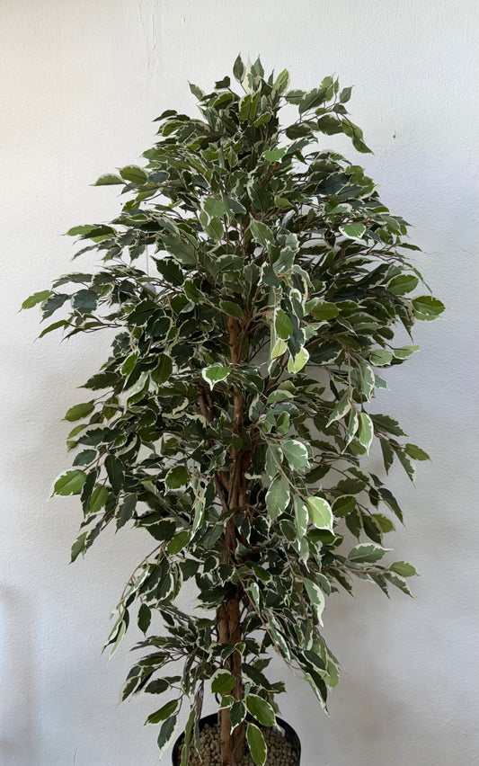 Ficus Benjamin