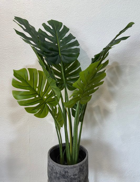 Monstera deliciosa