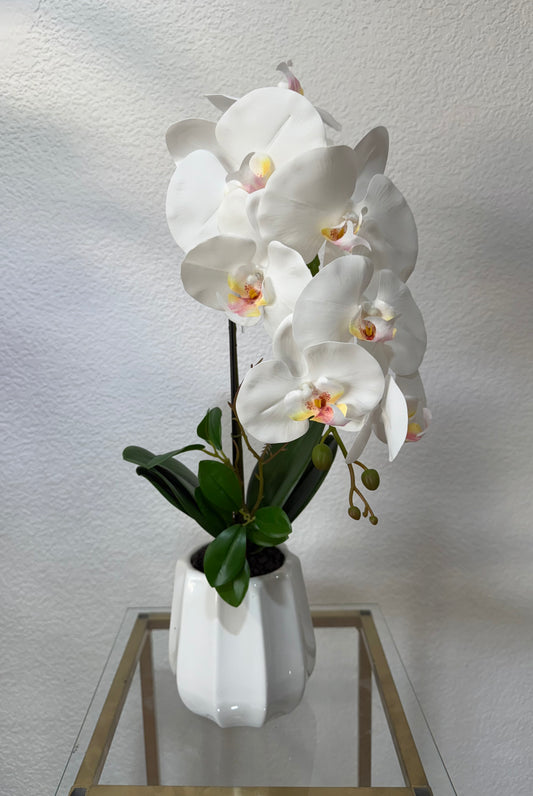 Orchidee