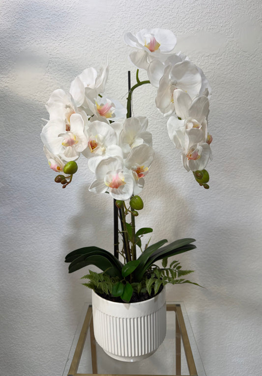 Orchidee