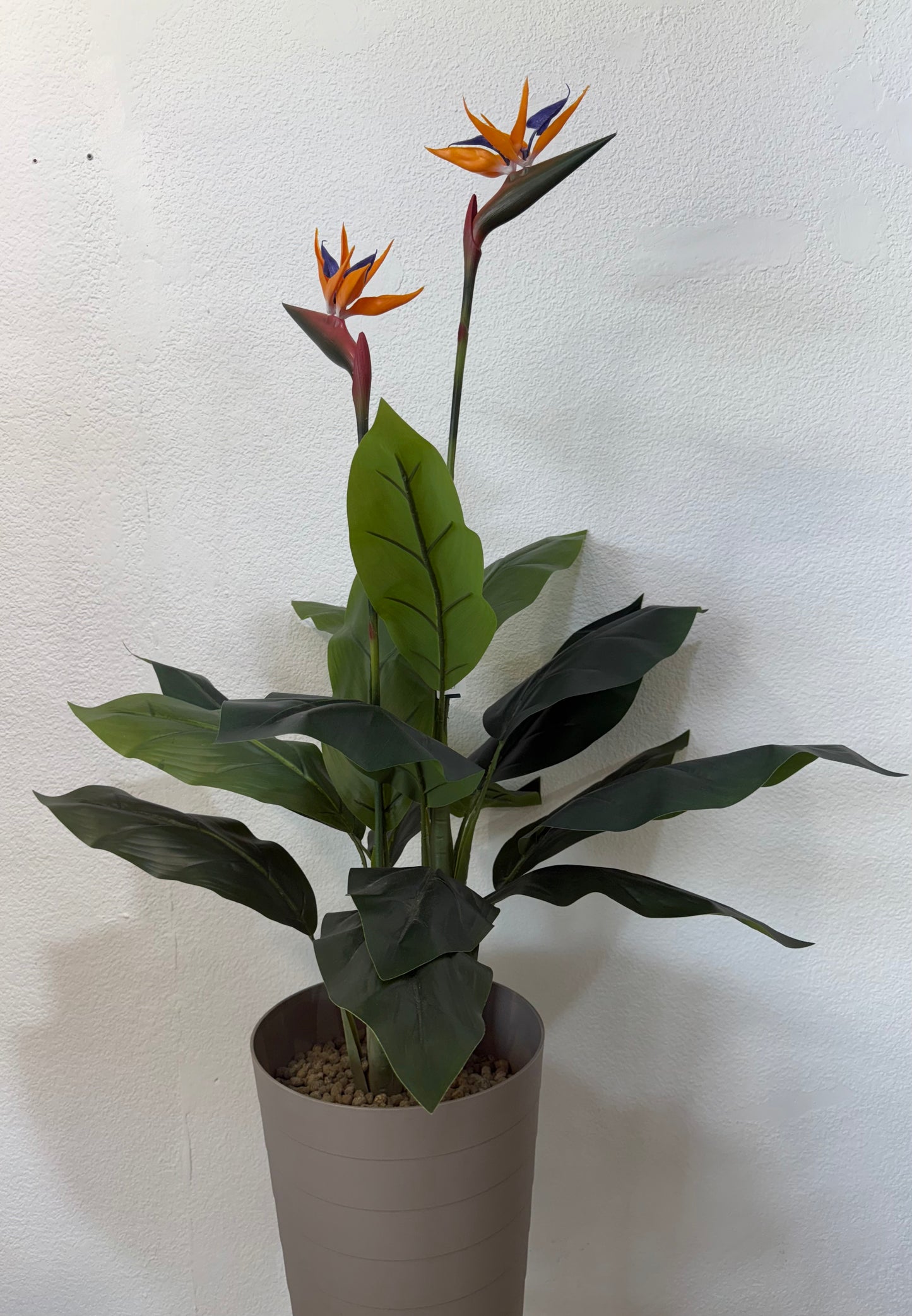 Strelitzia