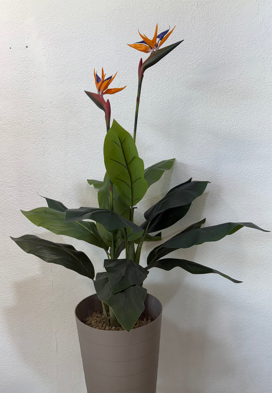 Strelitzia