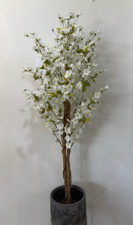 Amandelboom