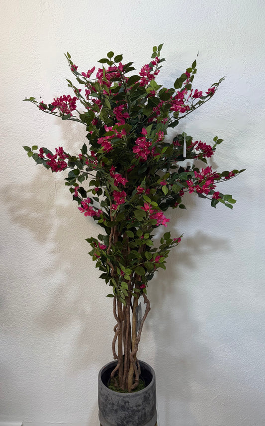 Bougainville