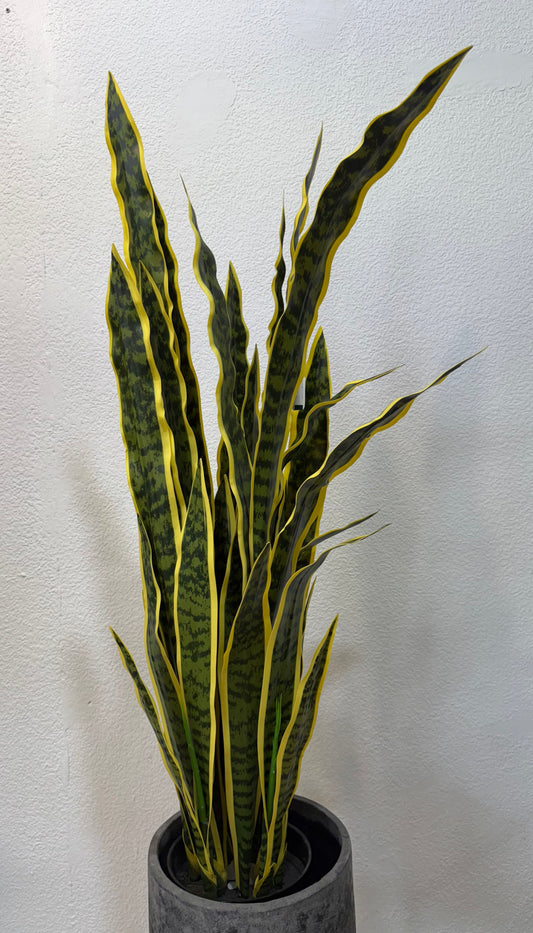 Canseveria