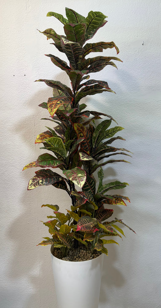 Croton