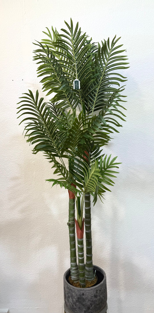 Palmera